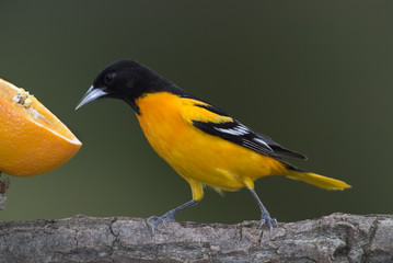Northern Baltimore Oriole (Icterus galbula)