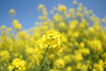 菜の花