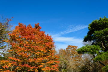 Fototapeta premium Maples