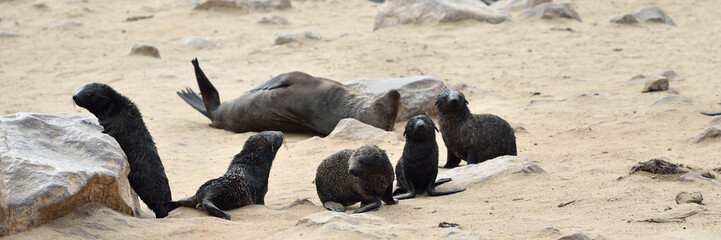 Babies of a cape fur seals