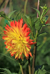 Yellow and red dahlia flower in a summer time in the garden