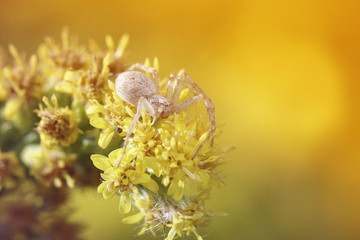 spider crawls on a meadow suffused with sunlight