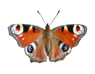 large peacock butterfly on white isolated background