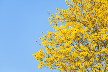 Fototapeta na wymiar Supanika Flowers Cochlospermum regium with Blue Sky