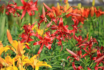 Lily flowers (Liliums) in the garden in a summer time