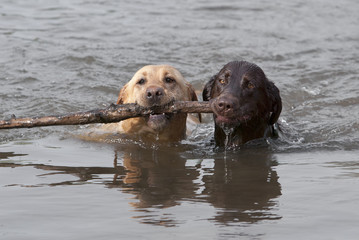 Yellow and Chocolate Labrador Retrievers swimming with stick