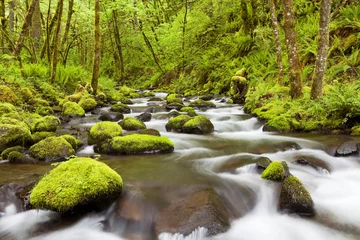 Zelfklevend Fotobehang Gorton Creek through lush rainforest, Columbia River Gorge, USA © sara_winter