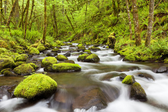 Gorton Creek through lush rainforest, Columbia River Gorge, USA