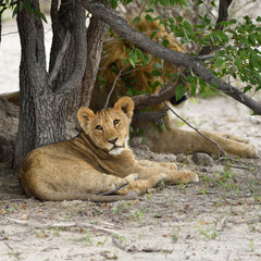 Naklejka na ściany i meble Lions cub, Namibia