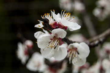 Macro Cherry blossoms