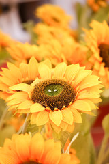Close-up of beautiful sunflower