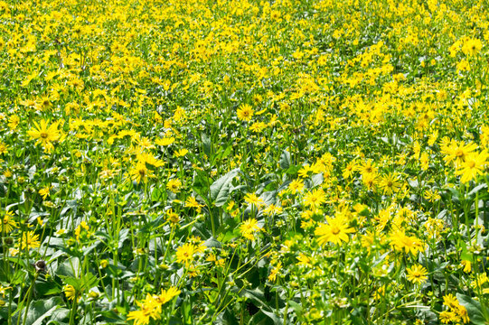 Durchwachsene Silphie - Silphium perfoliatum