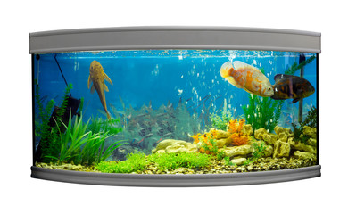 Beautiful semi-circular aquarium with tropical fish on a white background