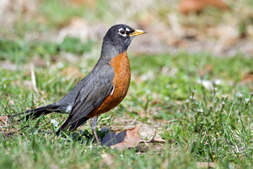 American Robin standing in the Grass