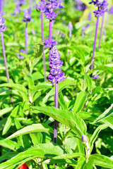 Wassertropfen auf Pflanzenblatt