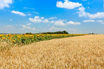 Cereal and Sunflowers Fields view