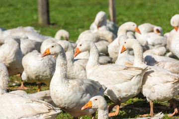 Geese gaggle grazing on green grass