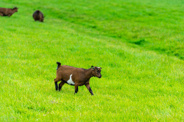 one goatling eating of green grass at farm