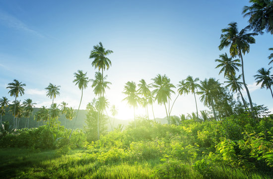 Fototapeta sunset in jungle, seychelles