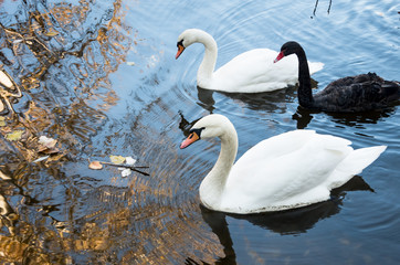 White swan in the water.