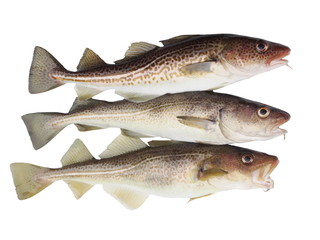 three codfish
