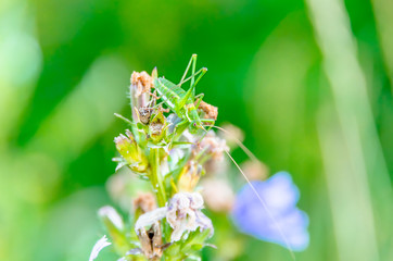 Grasshopper in the grass