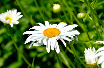 Obraz premium Camomiles growing on green meadow.