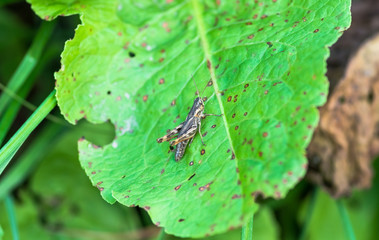 Grasshopper on a leaf