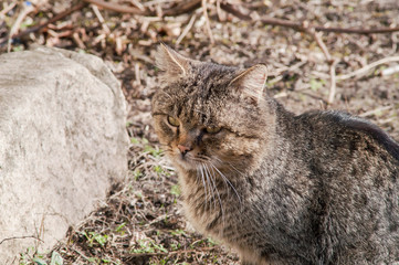 portrait of a beautiful fluffy cat