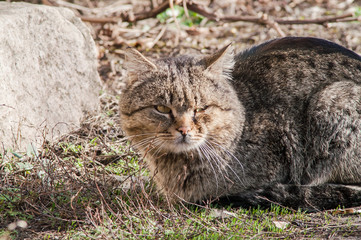Obraz premium portrait of a beautiful fluffy cat