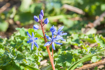 Fototapeta premium primrose snowdrop blue