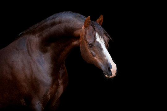 Brown horse isolated on black background