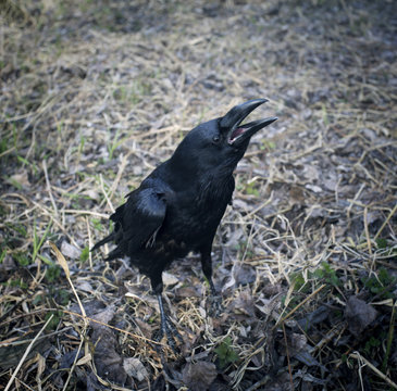 Black raven with open beak. Dark crow jump on leaves. Ornithology and zoology picture of blackcrow. Autumn situation with rook. Deatil close take shot of blackbird. Symbol of death.
