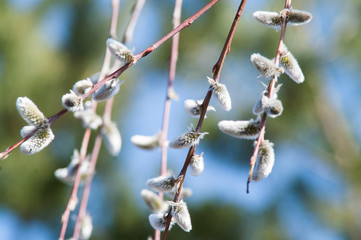 willow branch bud