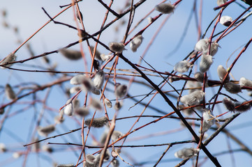 willow branch bud