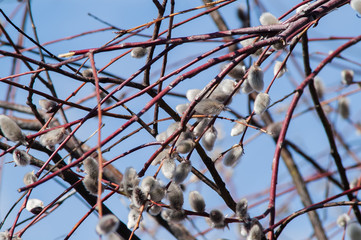 willow branch bud