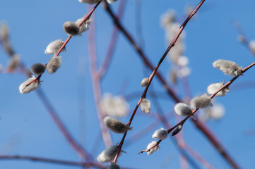 willow branch bud