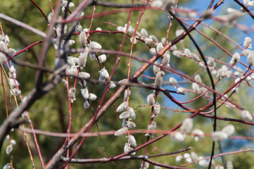 willow branch bud