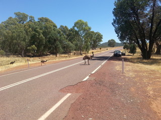 Emus &uuml;berqueren die Stra&szlig;e, Australien