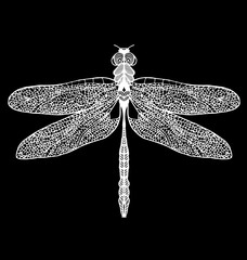Hand drawn dragonfly on white background