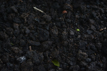 Close up of Wet Soil ready for Gardening