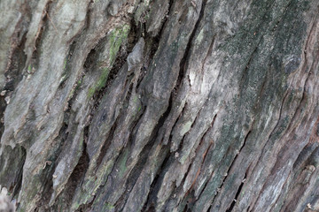 The old wood floors background or texture