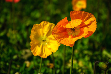 The beautiful blooming Corn poppy flowers in garden
