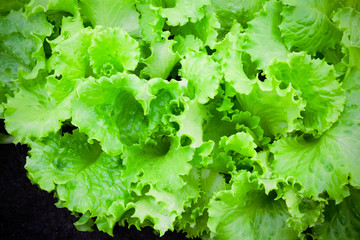 Close up of green salad. Concept of healthy lifestyle 
