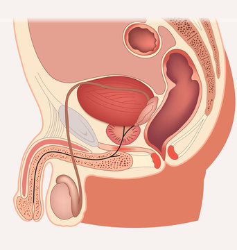 Male reproductive system median section.