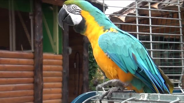 Large parrot sits on the cell