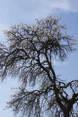 trees with white flowers in spring