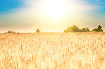 Golden ears of wheat