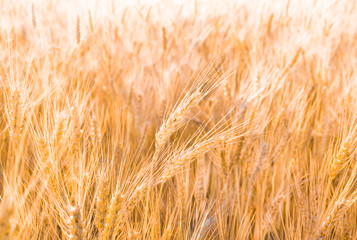 Golden ear of wheat