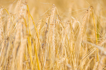 Golden ears of wheat